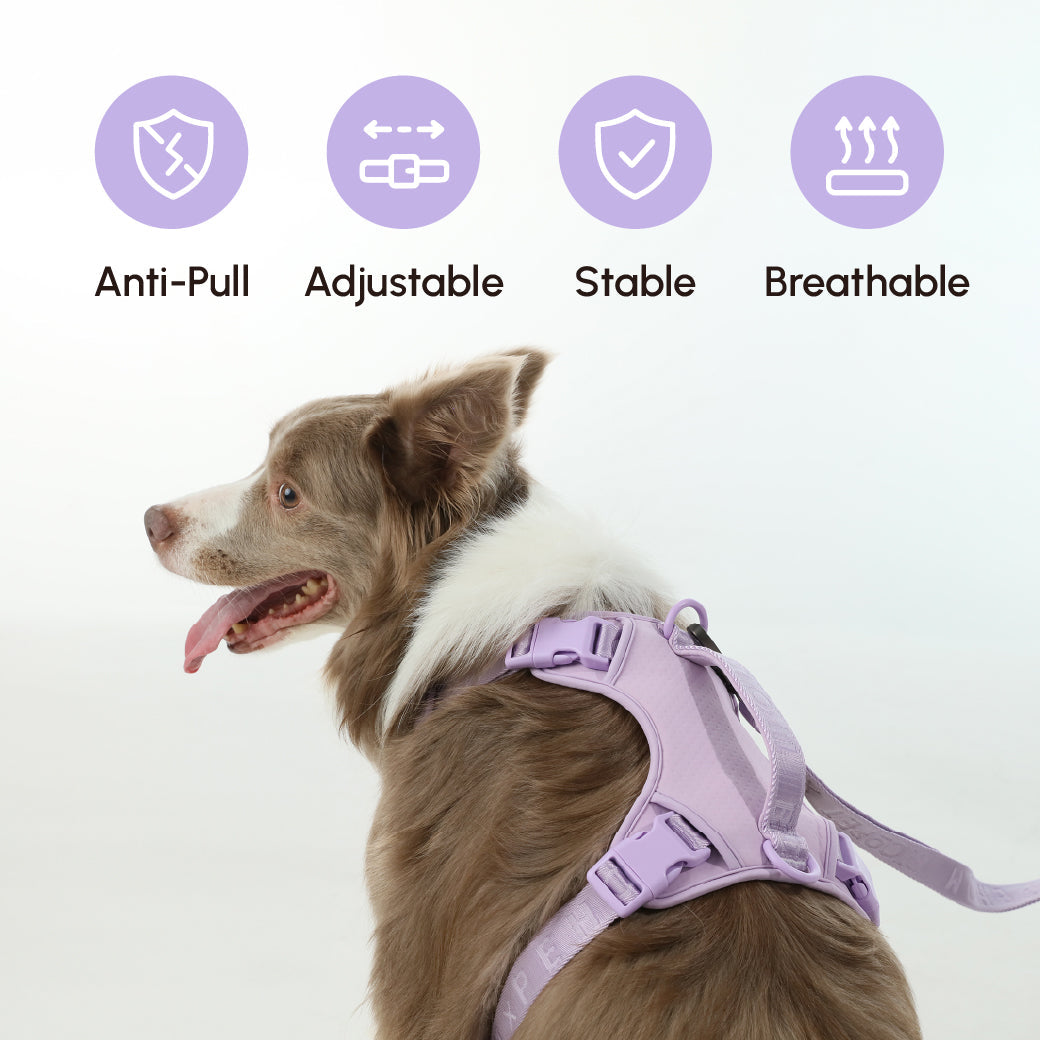 NO PULL ACTIVE  PET HARNESS - MINT PURPLE